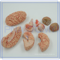 PNT-0611 Anatomy Education Teaching Model Life Size Deluxe Brain With Arteries